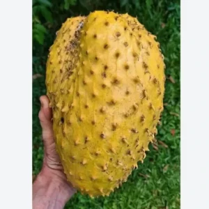 10" Golden Soursop Guanabana Seedling Organic Medicinal Tree | Annona Muricata