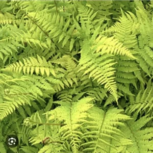 10 Lady Fern Athyrium filix femina Bare Root Native Woodland Ferns