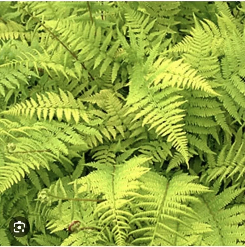 10 Lady Fern Athyrium filix femina Bare Root Native Woodland Ferns