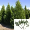 10 Leyland Cypress Tree Cuttings Fast Growing Evergreen Privacy Screen
