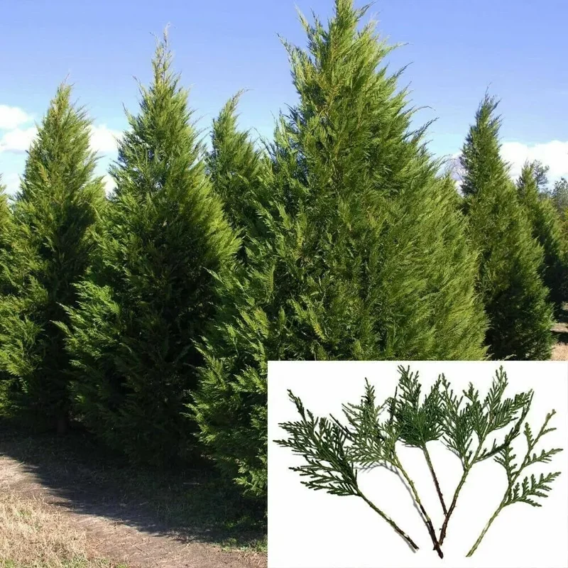 10 Leyland Cypress Tree Cuttings Fast Growing Evergreen Privacy Screen