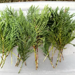 10 Leyland Cypress Tree Cuttings Fast Growing Evergreen Privacy Screen