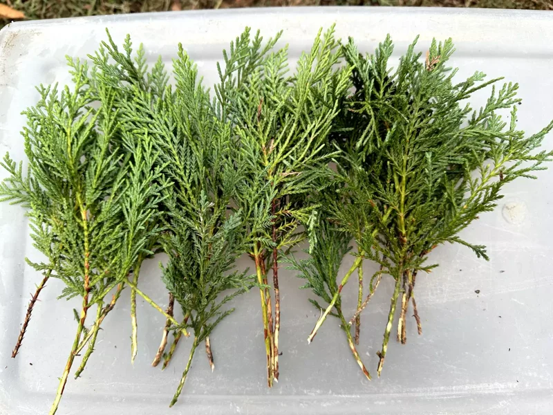 10 Leyland Cypress Tree Cuttings Fast Growing Evergreen Privacy Screen