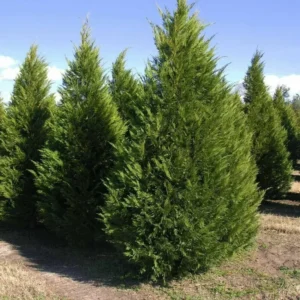 10 Leyland Cypress Tree Cuttings Fast Growing Evergreen Privacy Screen