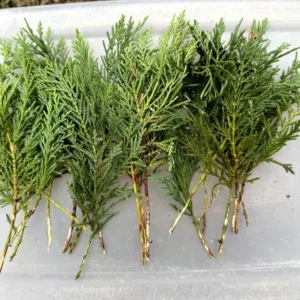 10 Leyland Cypress Tree Cuttings Fast Growing Evergreen Privacy Screen