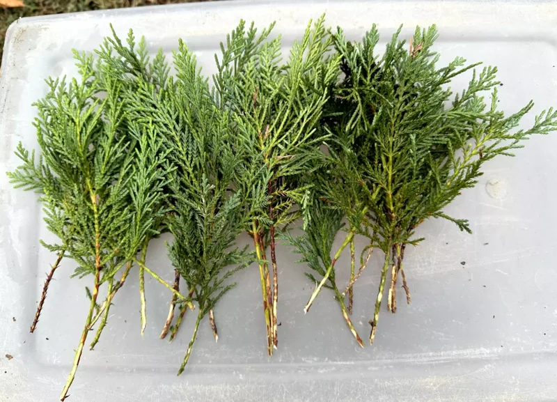 10 Leyland Cypress Tree Cuttings Fast Growing Evergreen Privacy Screen