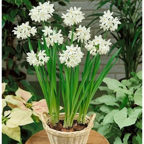10 Narcissus Paperwhite Bulbs | White Narcissus Flower | Fragrant Daffodil Bulbs