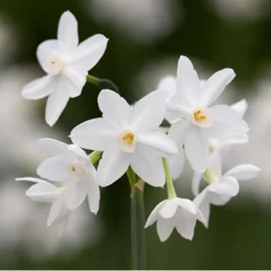 10 Narcissus Paperwhite Bulbs | White Narcissus Flower | Fragrant Daffodil Bulbs