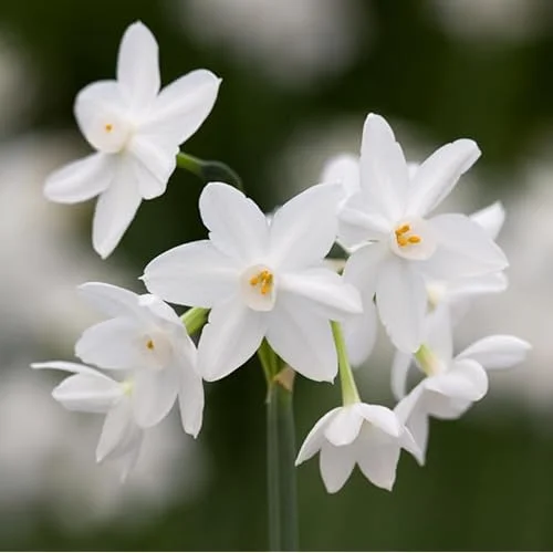 10 Narcissus Paperwhite Bulbs | White Narcissus Flower | Fragrant Daffodil Bulbs