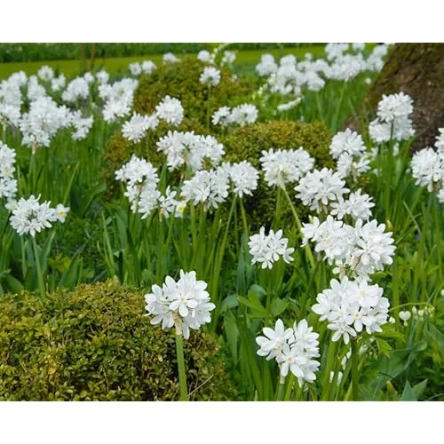 10 Narcissus Paperwhite Bulbs | White Narcissus Flower | Fragrant Daffodil Bulbs