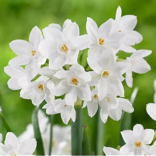 10 Narcissus Paperwhite Bulbs | White Narcissus Flower | Fragrant Daffodil Bulbs