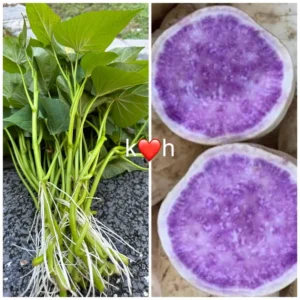 10 Okinawa Sweet Potato Slips | White & Purple Sweet Potato Plants