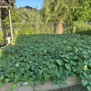 10 Okinawa Sweet Potato Slips | White & Purple Sweet Potato Plants