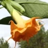 10 Orange Angel Trumpet Seeds for Planting Flower Fragrant Flowers Seed Bloom