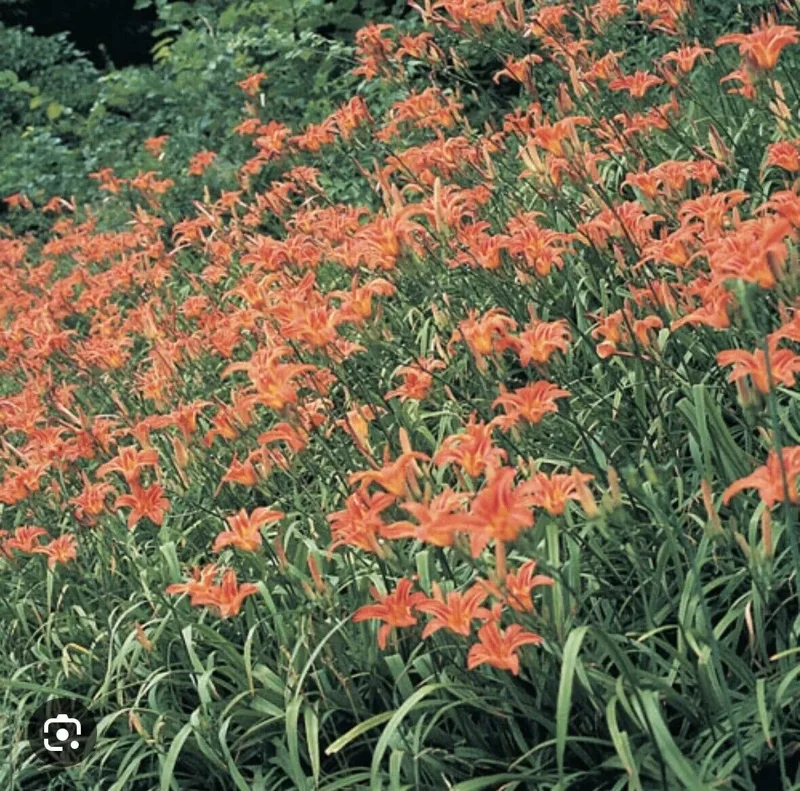 10 Orange Daylily Bulbs Tawny Day Lily Wildflower Organic Perennial Plant