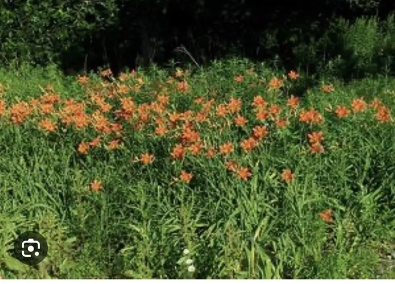 10 Orange Daylily Bulbs Tawny Day Lily Wildflower Organic Perennial Plant