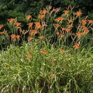10 Orange Daylily Bulbs Tawny Day Lily Wildflower Organic Perennial Plant