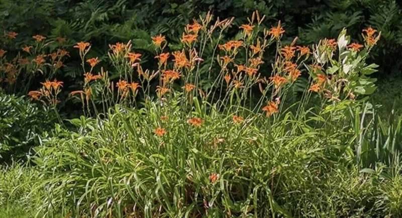 10 Orange Daylily Bulbs Tawny Day Lily Wildflower Organic Perennial Plant