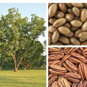 10 Organic Pecan Tree Seeds Carya illinoinensis Perennial Edible Nuts for Planting