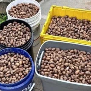10 Organic Pecan Tree Seeds Carya illinoinensis Perennial Edible Nuts for Planting