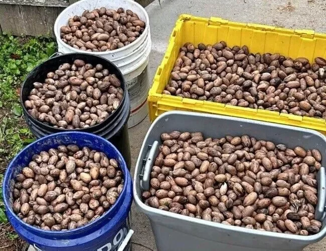 10 Organic Pecan Tree Seeds Carya illinoinensis Perennial Edible Nuts for Planting