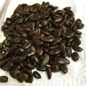 10 Paw Paw Fruit Tree Seeds Asimina Triloba, Fresh, Ready to Plant