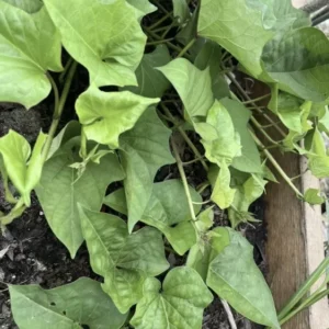 10 Purple Molokai Sweet Potato Slips | Premium Molokai Sweet Potato Cuttings