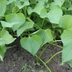 10 Purple Molokai Sweet Potato Slips | Premium Molokai Sweet Potato Cuttings