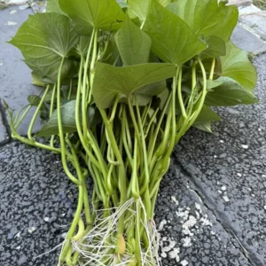 10 Purple Sweet Potato Slips | Khoai Lang Tím Cuttings for Garden Planting