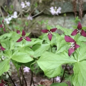 10 Purple Trillium Plants Bare Root Bulbs Trillium Erectum Wildflower Shade