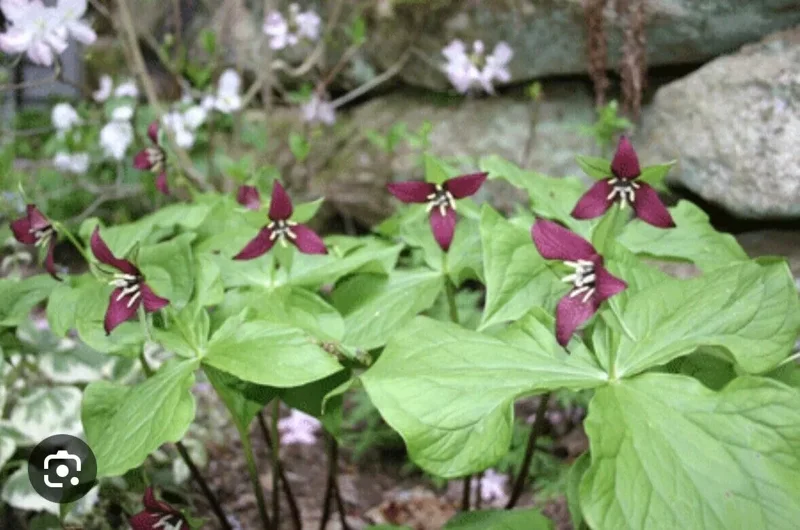 10 Purple Trillium Plants Bare Root Bulbs Trillium Erectum Wildflower Shade