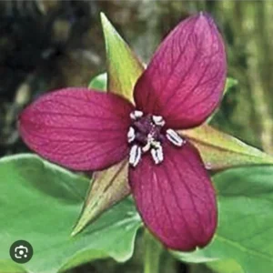 10 Purple Trillium Plants Bare Root Bulbs Trillium Erectum Wildflower Shade