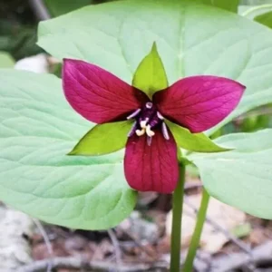 10 Purple Trillium Plants Bare Root Bulbs Trillium Erectum Wildflower Shade