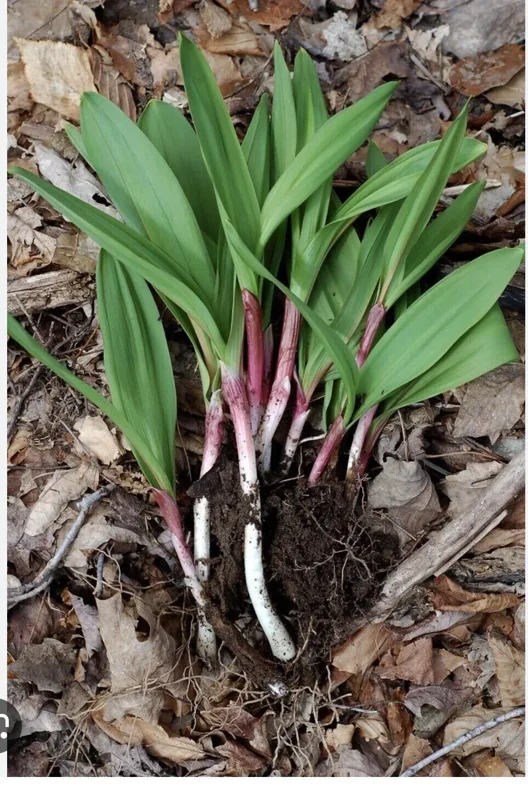 10 Ramps Wild Leeks Organically Grown Bulbs for Planting, Allium Bare Root, Sustainable Garden