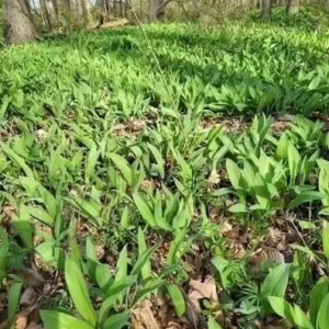 10 Ramps Wild Leeks Organically Grown Bulbs for Planting, Allium Bare Root, Sustainable Garden