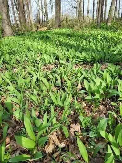 10 Ramps Wild Leeks Organically Grown Bulbs for Planting, Allium Bare Root, Sustainable Garden