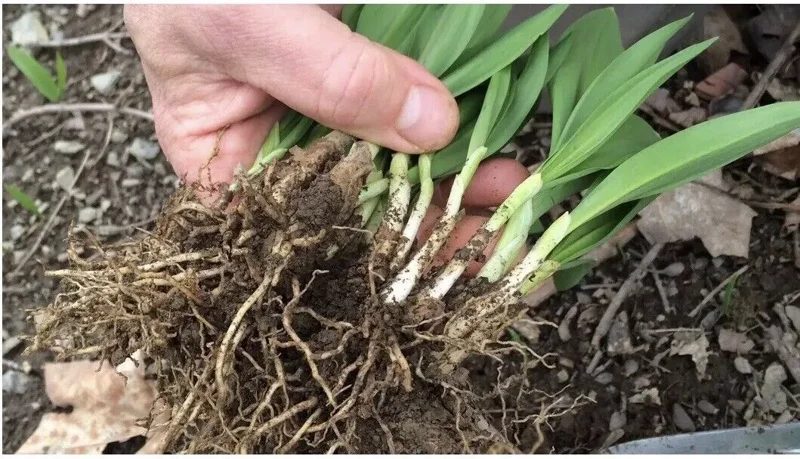 10 Ramps Wild Leeks Organically Grown Bulbs for Planting, Allium Bare Root, Sustainable Garden
