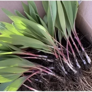 10 Ramps Wild Leeks Organically Grown Bulbs for Planting, Allium Bare Root, Sustainable Garden