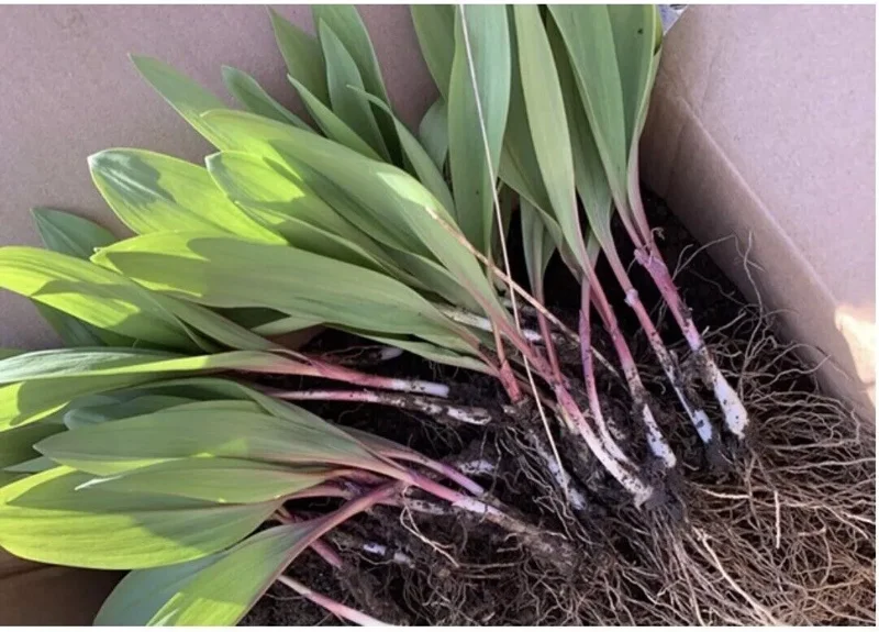 10 Ramps Wild Leeks Organically Grown Bulbs for Planting, Allium Bare Root, Sustainable Garden