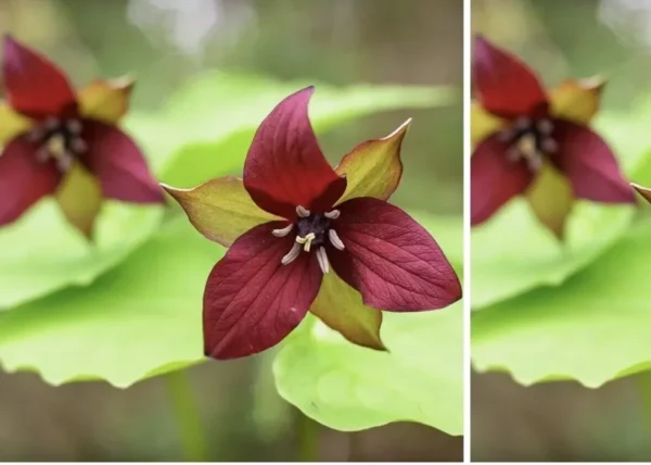10 Red Trillium Plants Bare Root Bulbs Trillium Erectum Wildflower Shade