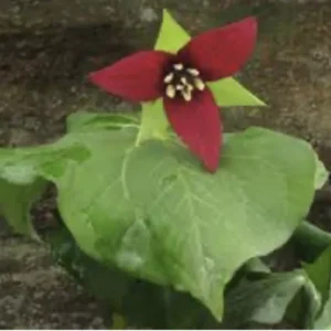 10 Red Trillium Plants Bare Root Bulbs Trillium Erectum Wildflower Shade