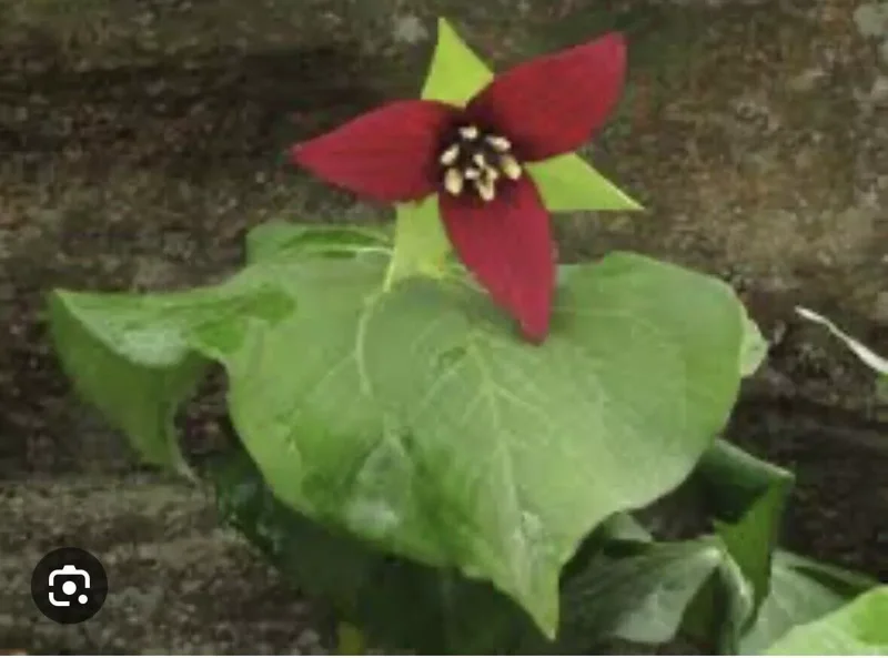 10 Red Trillium Plants Bare Root Bulbs Trillium Erectum Wildflower Shade