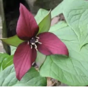 10 Red Trillium Plants Bare Root Bulbs Trillium Erectum Wildflower Shade