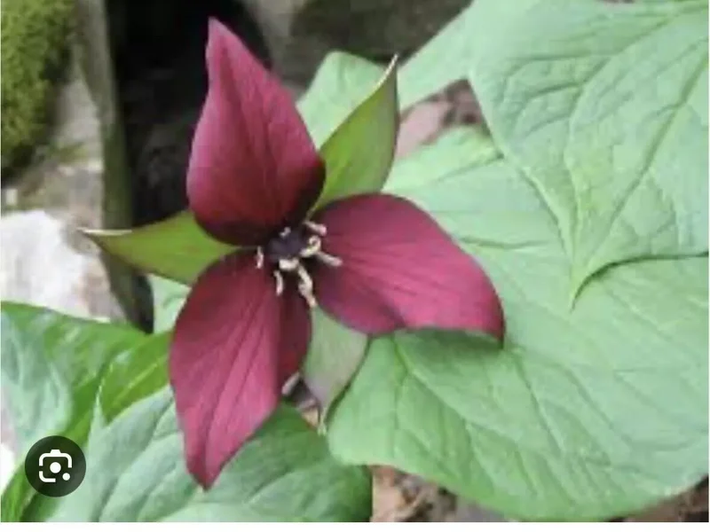 10 Red Trillium Plants Bare Root Bulbs Trillium Erectum Wildflower Shade