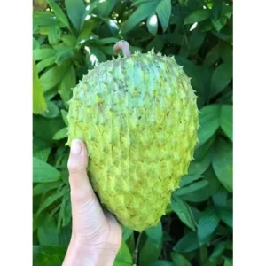 10 Soursop Seeds - Guanabana Graviola Annona Muricata - Tropical Fruit Seeds