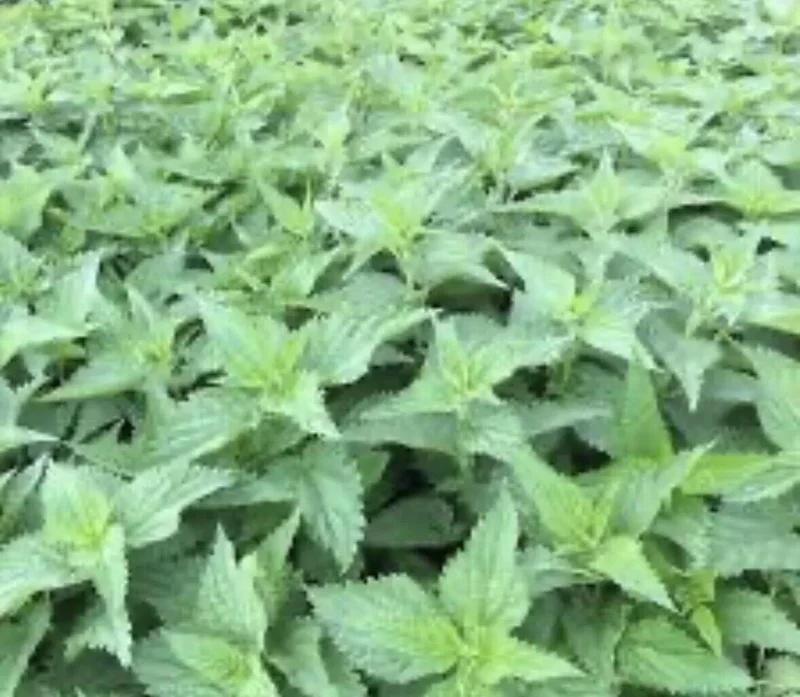 10 Stinging Nettle Bare Root Plants Urtica Dioica Organic Wildflower | Medicinal Herb