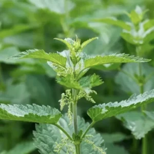 10 Stinging Nettle Bare Root Plants Urtica Dioica Organic Wildflower | Medicinal Herb