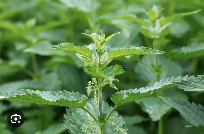 10 Stinging Nettle Bare Root Plants Urtica Dioica Organic Wildflower | Medicinal Herb