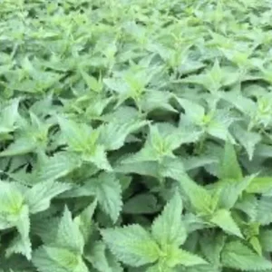 10 Stinging Nettle Bare Root Plants Urtica Dioica Organic Wildflower | Medicinal Herb