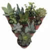 10 Succulent Plants for Terrarium & Fairy Garden – 2" Pots, Indoor Décor